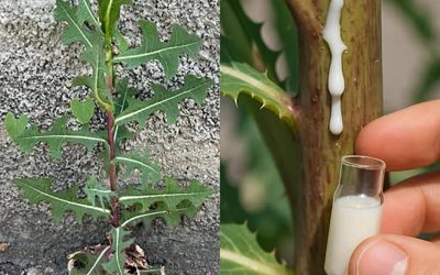 Lactuca serriola: neočakávané výhody tohto starodávneho divokého šalátu
