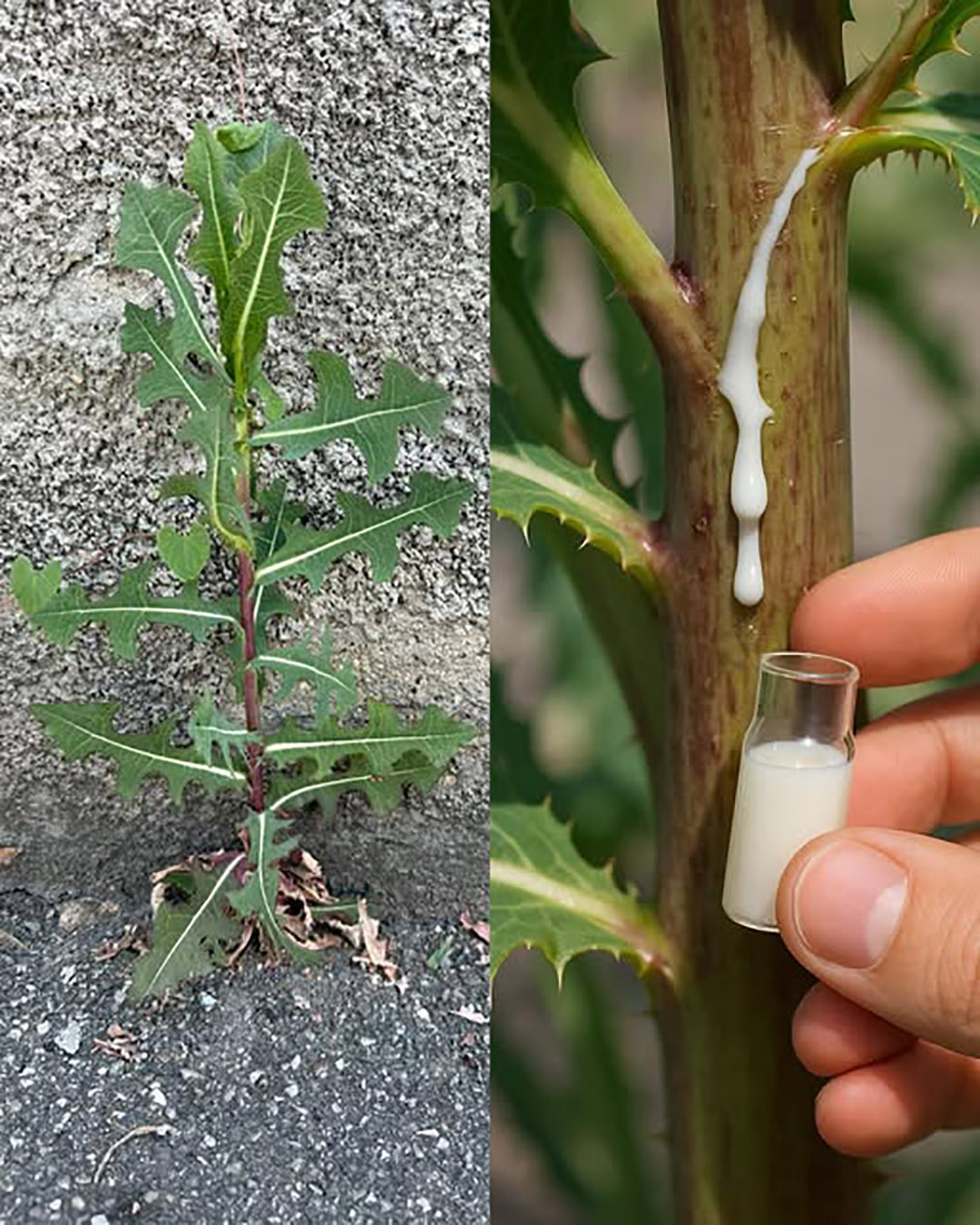 Lactuca serriola: neočakávané výhody tohto starodávneho divokého šalátu