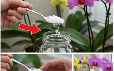 Zbohom zvädnutým listom, pridajte nejaké svojej orchidei: opäť ožije