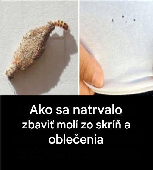 Prírodné riešenia na odstránenie molí a bezpečnú ochranu vašich textílií