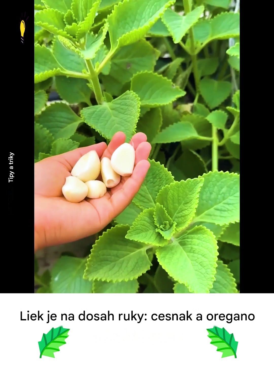 Cesnak a oregano: prírodné duo pre zdravú pokožku bez plesní