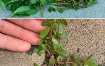 Portulaka, málo známy botanický poklad s úžasnými výhodami pre vaše zdravie a žiarivú pleť