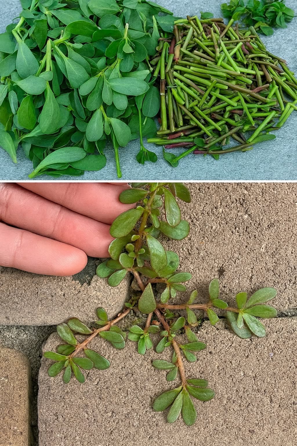 Portulaka, málo známy botanický poklad s úžasnými výhodami pre vaše zdravie a žiarivú pleť