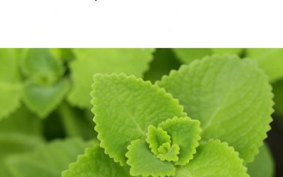 Magický oregano: tajný spojenec vašej kuchyne