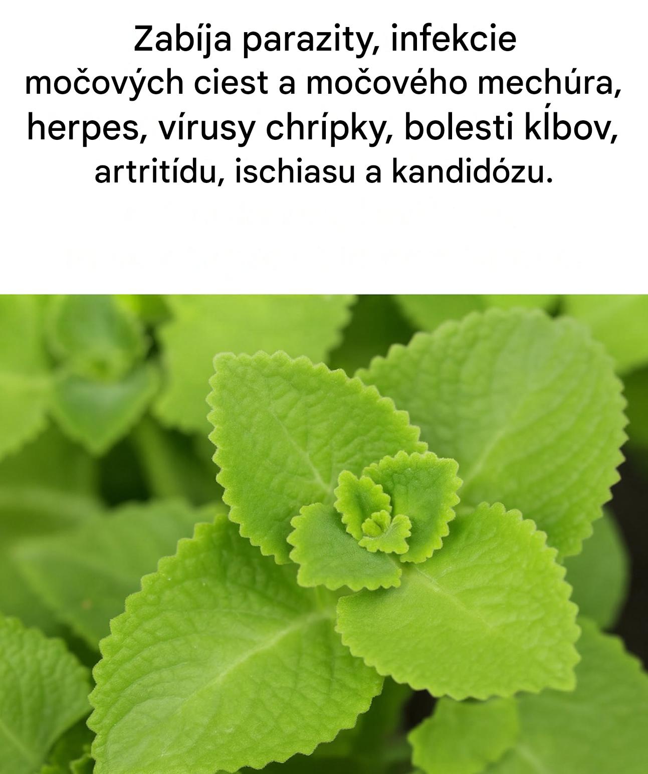 Magický oregano: tajný spojenec vašej kuchyne