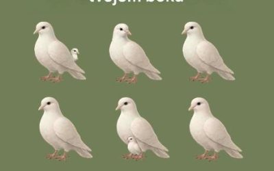 Počet holubíc, ktoré vidíte, prezrádza vašu osobnosť
