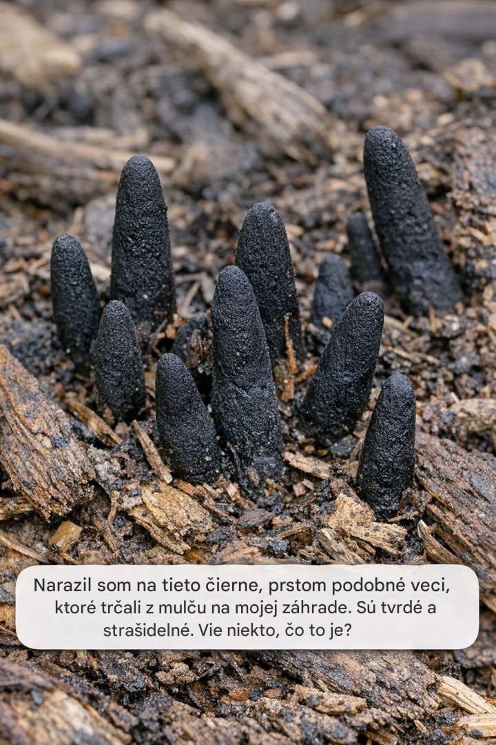 Narazil som na tieto čierne, prstom podobné veci, ktoré trčali z mulču na mojej záhrade. Sú tvrdé a strašidelné. Vie niekto, čo to je?
