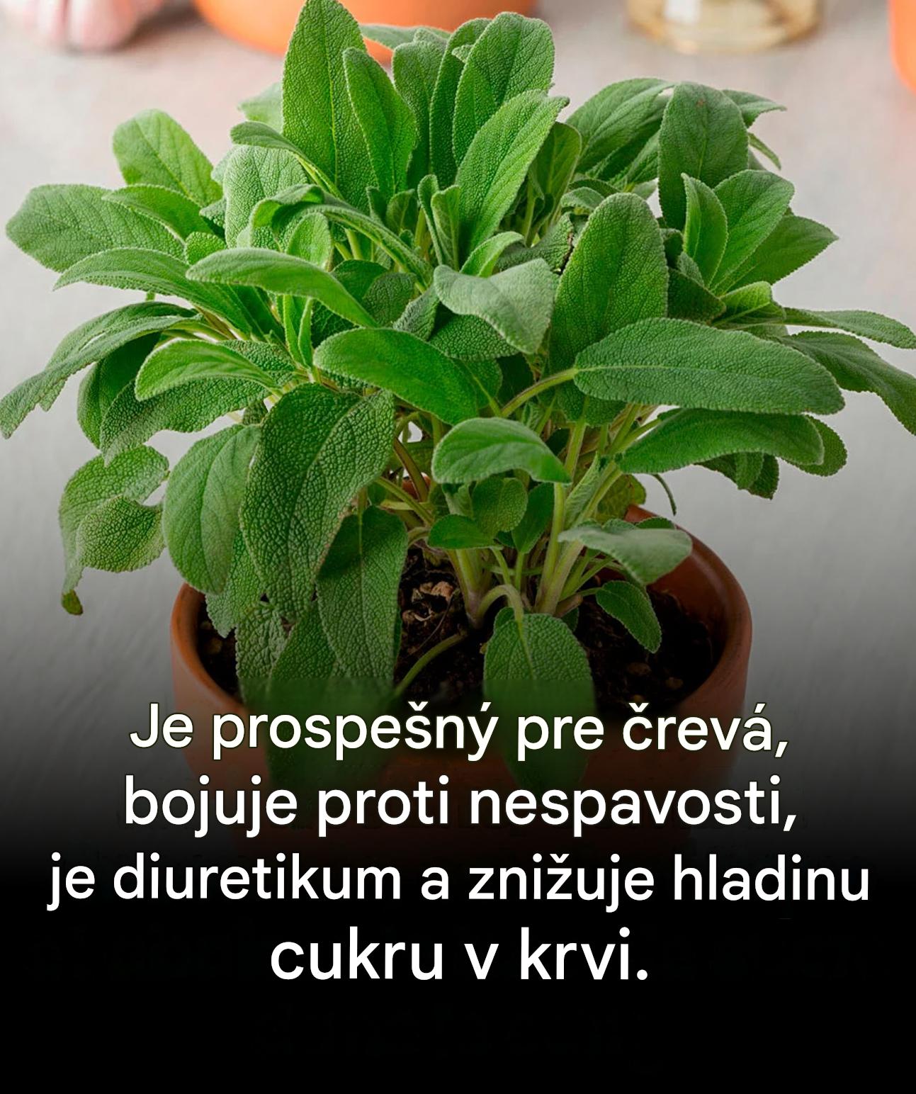 Šalvia, diskrétna bylina, ktorá vylepší vaše jedlá a wellness rituály