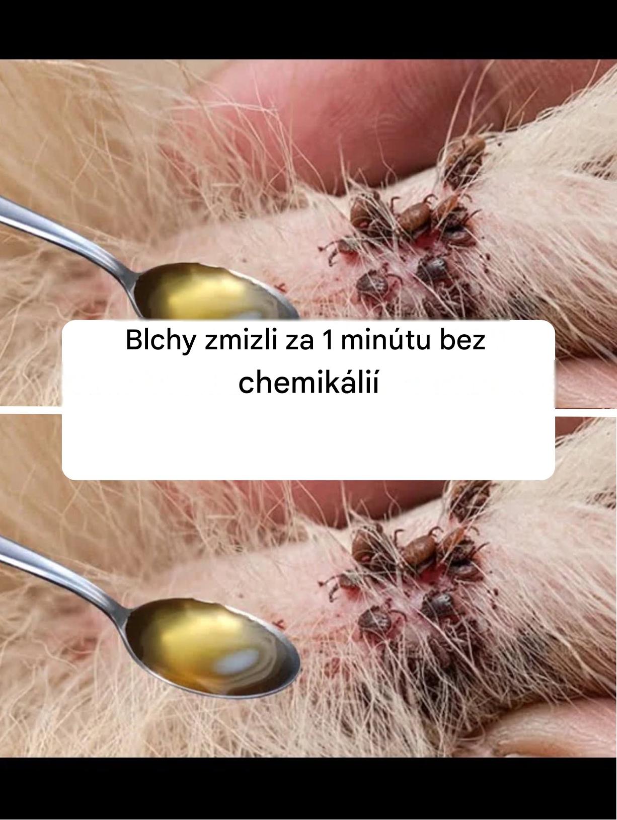 Blchy zmizli za 1 minútu bez chemikálií