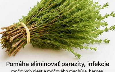 Tymian, tento nenápadný ker, ktorý si vytvára prirodzenú ochrannú sieť proti vírusom, parazitom a zápalom