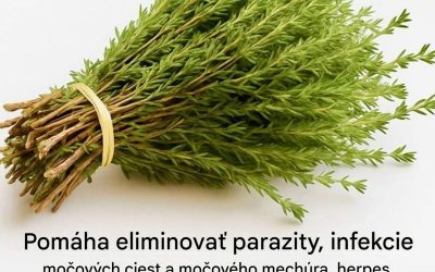 Tymian, tento nenápadný ker, ktorý si vytvára prirodzenú ochrannú sieť proti vírusom, parazitom a zápalom