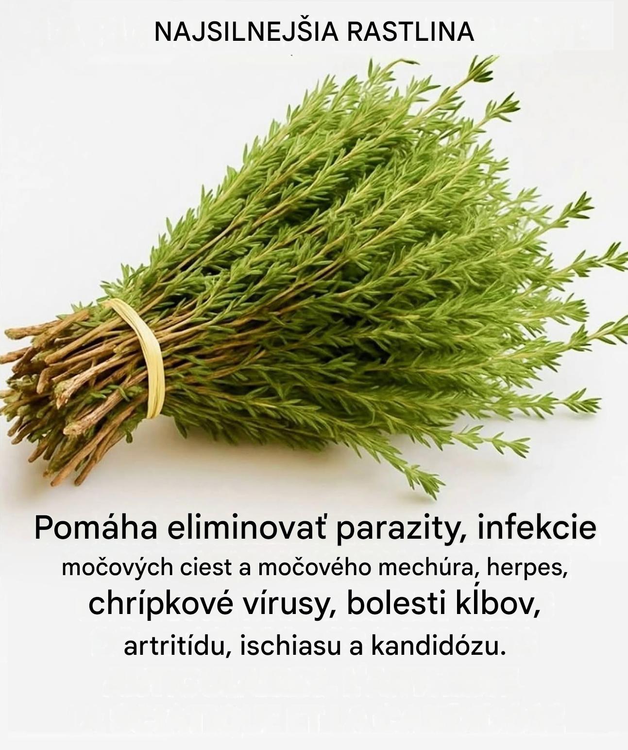 Tymian, tento nenápadný ker, ktorý si vytvára prirodzenú ochrannú sieť proti vírusom, parazitom a zápalom