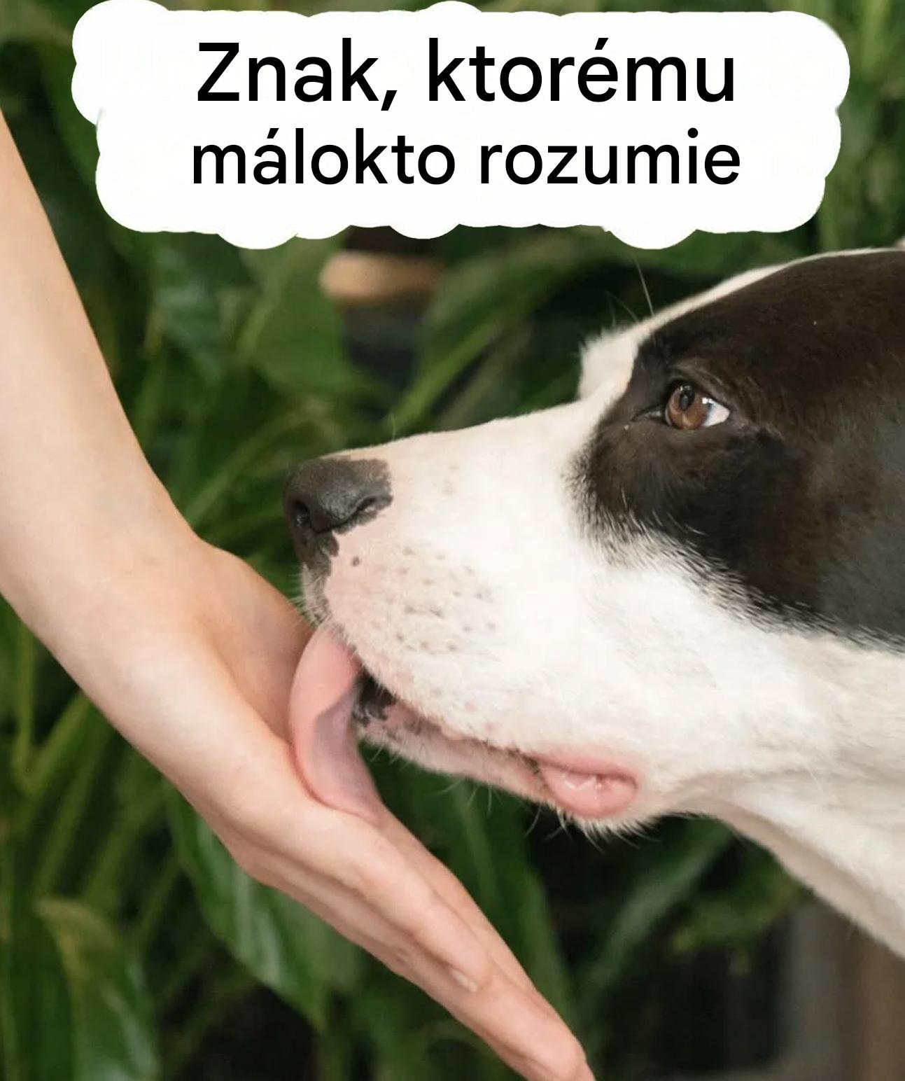 Olizovanie psa: čo toto gesto skutočne prezrádza o vašom vzťahu so psom (a prečo by sa to nemalo brať na ľahkú váhu)