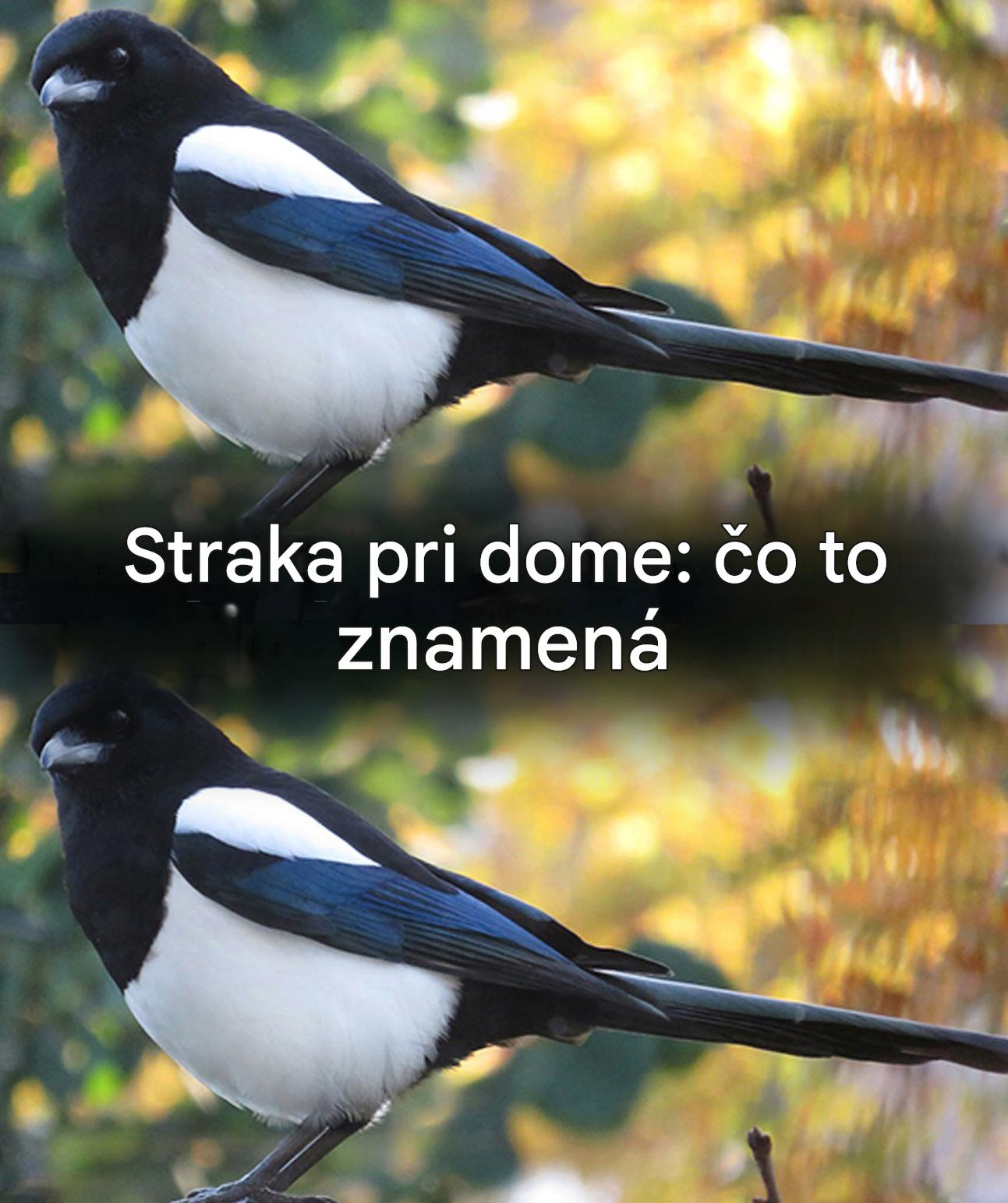 Keď sa straka pozve do vášho domu: čo sa vám snaží povedať?