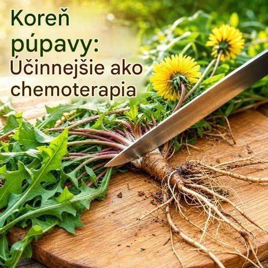 Koreň púpavy: Staroveká rastlina s množstvom prírodných výhod