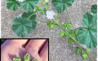🌱 Slez prehliadaný (Malva neglecta): prírodný poklad plný zdravia a využitia 🌱