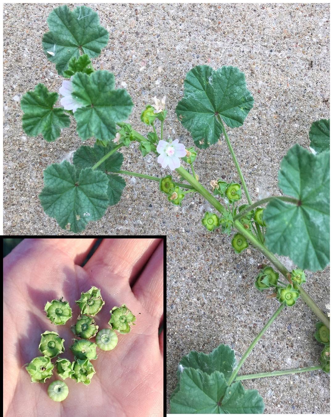 🌱 Slez prehliadaný (Malva neglecta): prírodný poklad plný zdravia a využitia 🌱