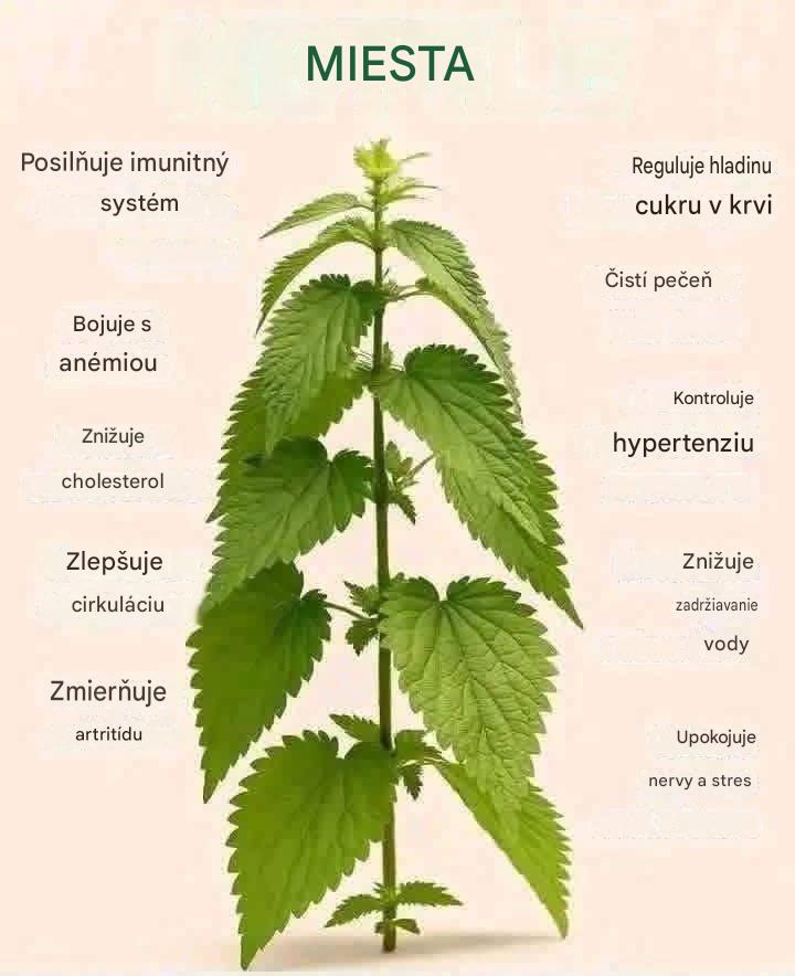Čistiaci a revitalizačný recept na báze žihľavy