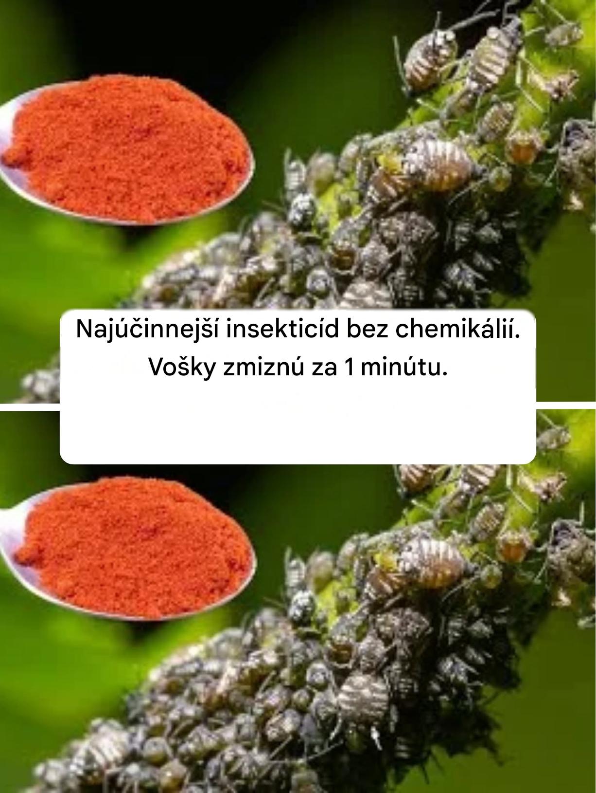 Najúčinnejší insekticíd bez chemikálií. Vošky zmiznú za 1 minútu.