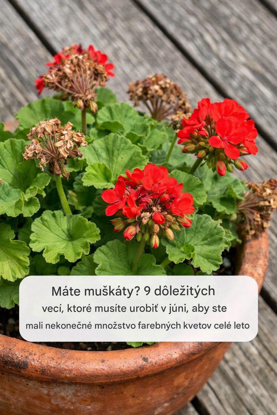 Máte muškáty? 9 dôležitých vecí, ktoré musíte urobiť v júni, aby ste mali nekonečné množstvo farebných kvetov celé leto