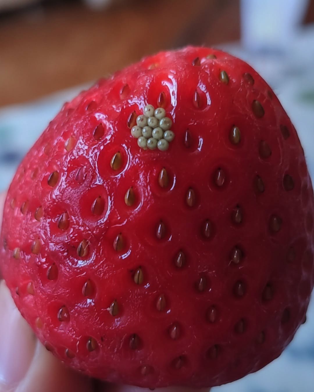 Drobné biele červy v jahodách? Čo to naozaj je a či sú vaše bobule bezpečné na konzumáciu