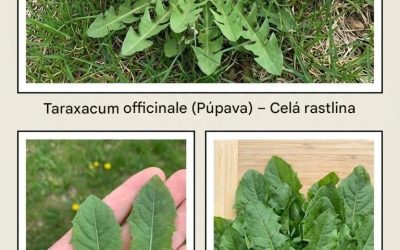Púpava: Úrodná a silná liečivá rastlina