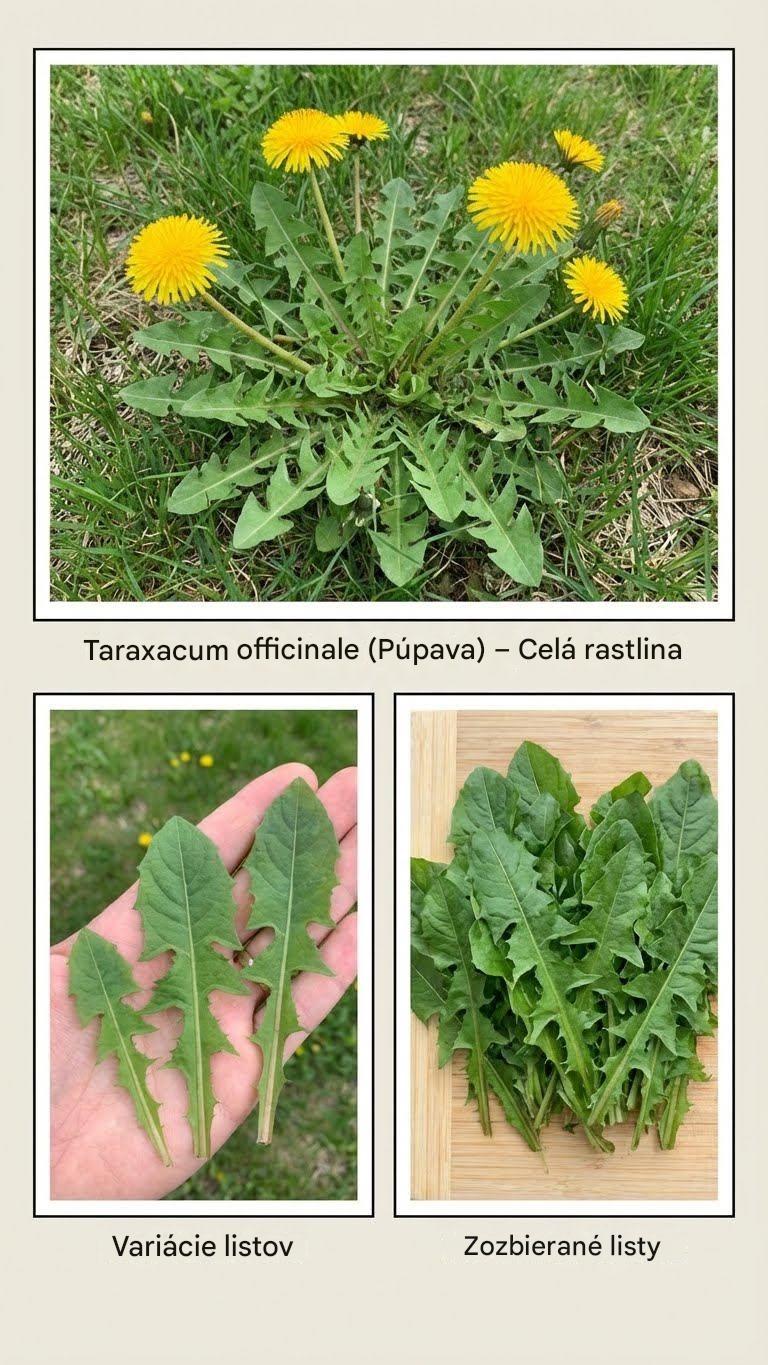 Púpava: Úrodná a silná liečivá rastlina