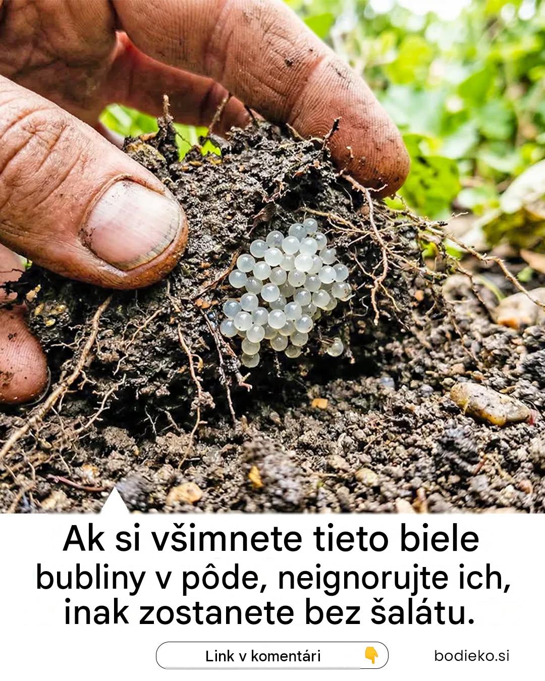 Ak si všimnete tieto biele bubliny v pôde, neignorujte ich