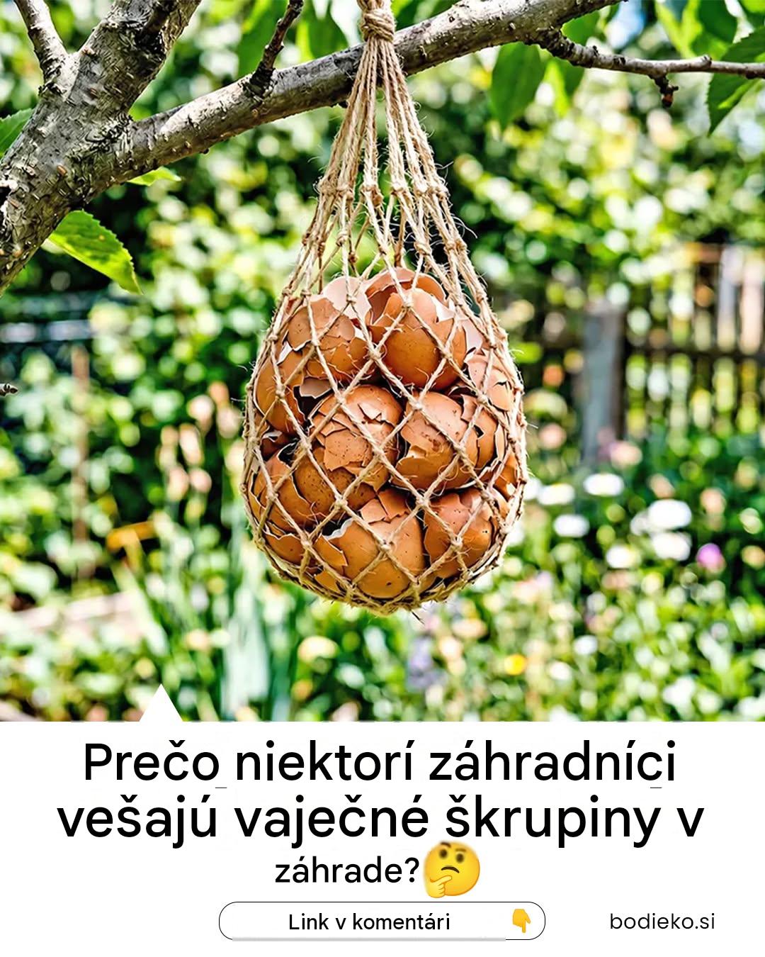 Prečo záhradkári vešajú vaječné škrupiny v záhrade?