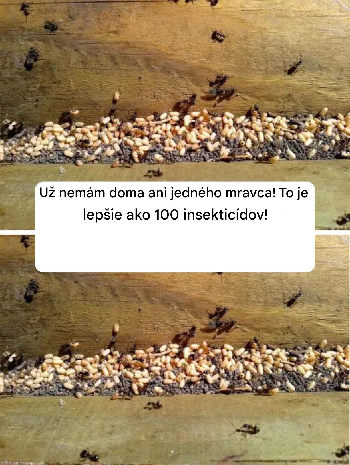 Už nemám doma ani jedného mravca! To je lepšie ako 100 insekticídov!