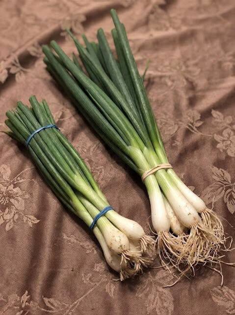 Vysvetlenie rozdielu medzi zelenou cibuľkou, jarnou cibuľkou, jarnou cibuľkou a pažítkou