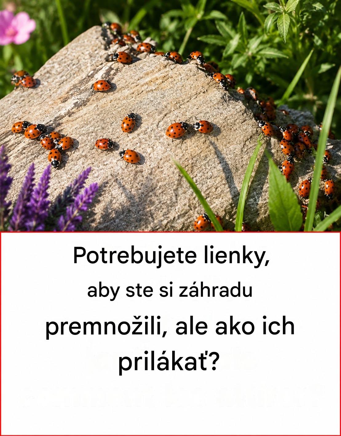 Potrebujete lienky, aby ste si záhradu premnožili, ale ako ich prilákať?