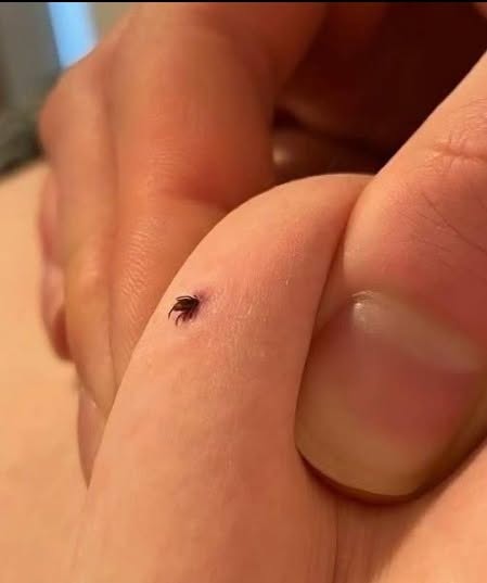 ## Máte doma tieto tri rastliny? Môžu priťahovať kliešte bez toho, aby ste si to uvedomovali