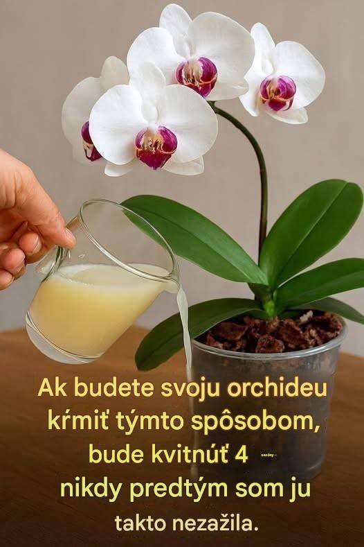 Ak budete svoju orchideu kŕmiť týmto spôsobom, bude kvitnúť 4 sezóny – nikdy predtým som ju takto nezažila.