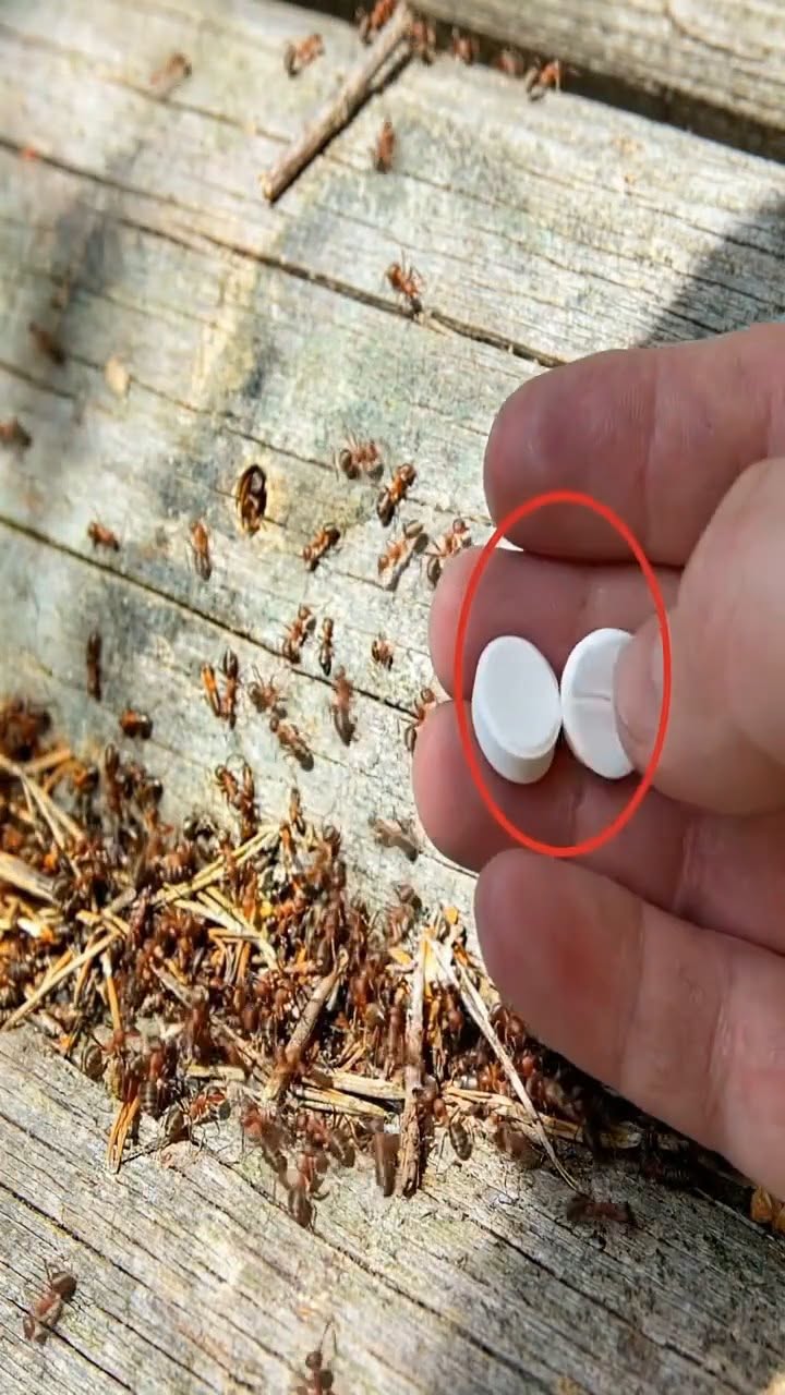 Jediná metóda, ktorá zaručuje kontrolu mravcov vo vašej záhrade: mravce utečú už za desať sekúnd!