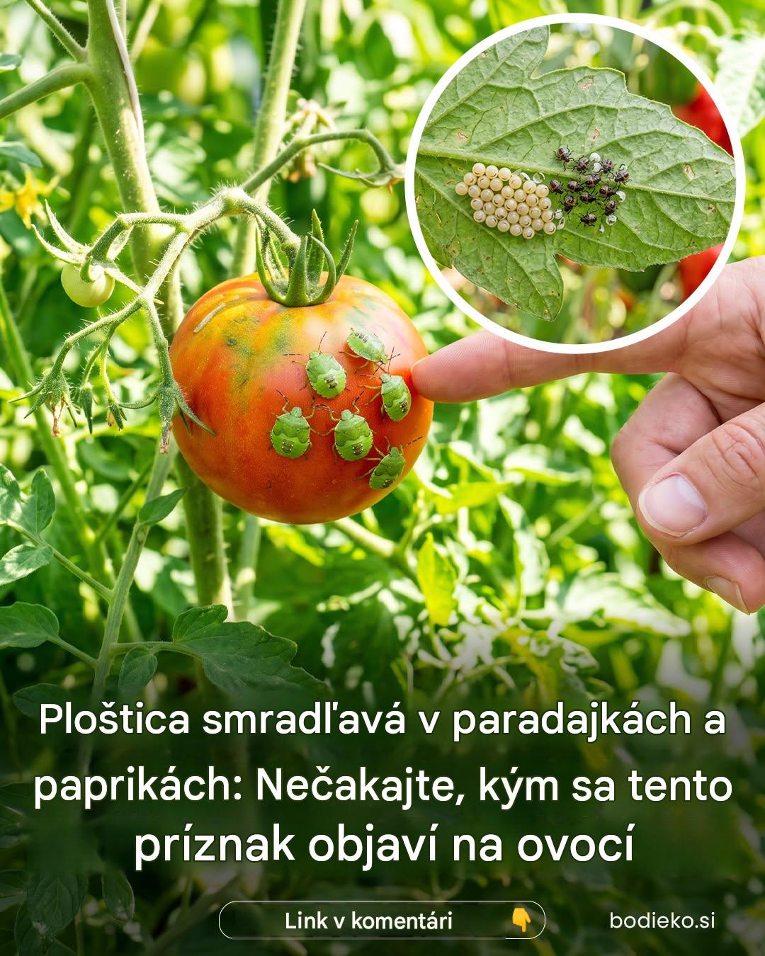 Ploštice na paradajkách a paprikách: Najúčinnejšie opatrenia