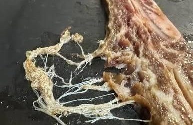 Vytiahol som hovädziu pečenku z pomalého hrnca a uvidel som tieto čudné biele vláknité veci trčať z mäsa. Vyzerali ako malé červy alebo parazity.