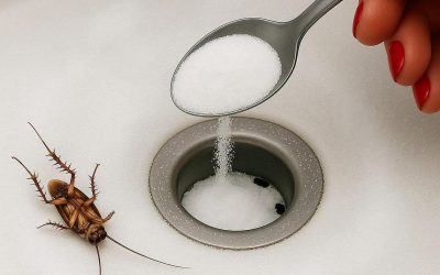 3 vynikajúce prírodné prostriedky na odpudzovanie švábov z vášho domu