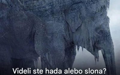 Had alebo slon: táto virálna optická ilúzia hovorí všetko o tom, ako vidíte budúcnosť