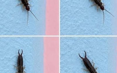 Varovanie! Ak vo svojej kuchyni uvidíte tohto malého chrobáka, okamžite skontrolujte špajzu