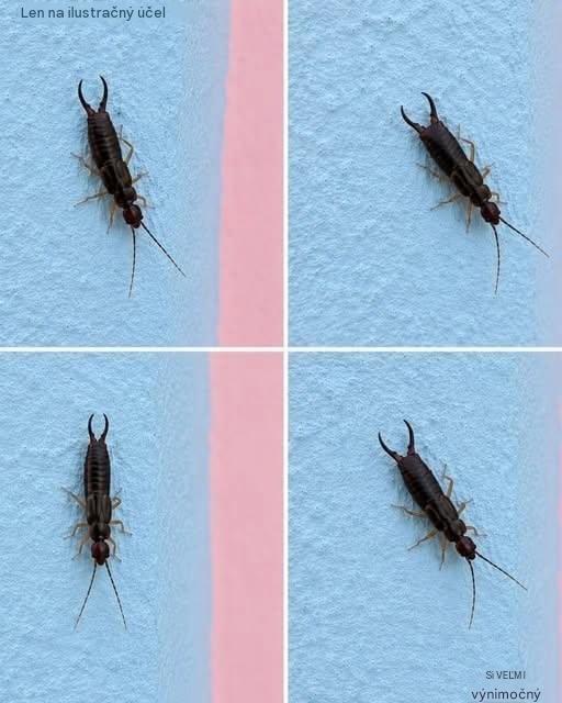 Varovanie! Ak vo svojej kuchyni uvidíte tohto malého chrobáka, okamžite skontrolujte špajzu
