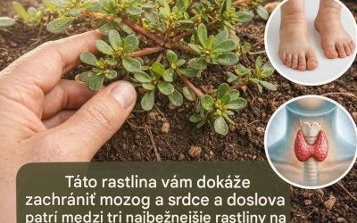 Táto rastlina vám môže zachrániť mozog a srdce a je doslova jednou z troch najbežnejších rastlín na svete.