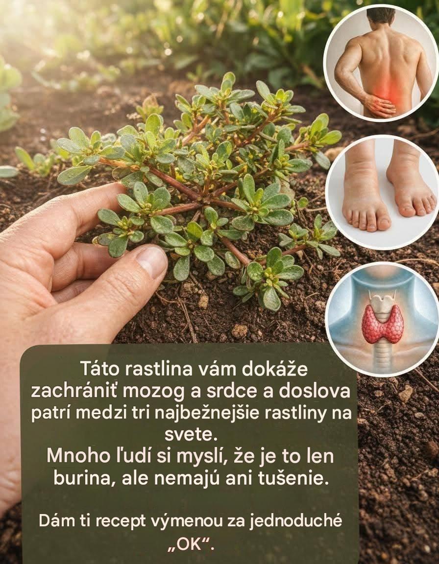 Táto rastlina vám môže zachrániť mozog a srdce a je doslova jednou z troch najbežnejších rastlín na svete.