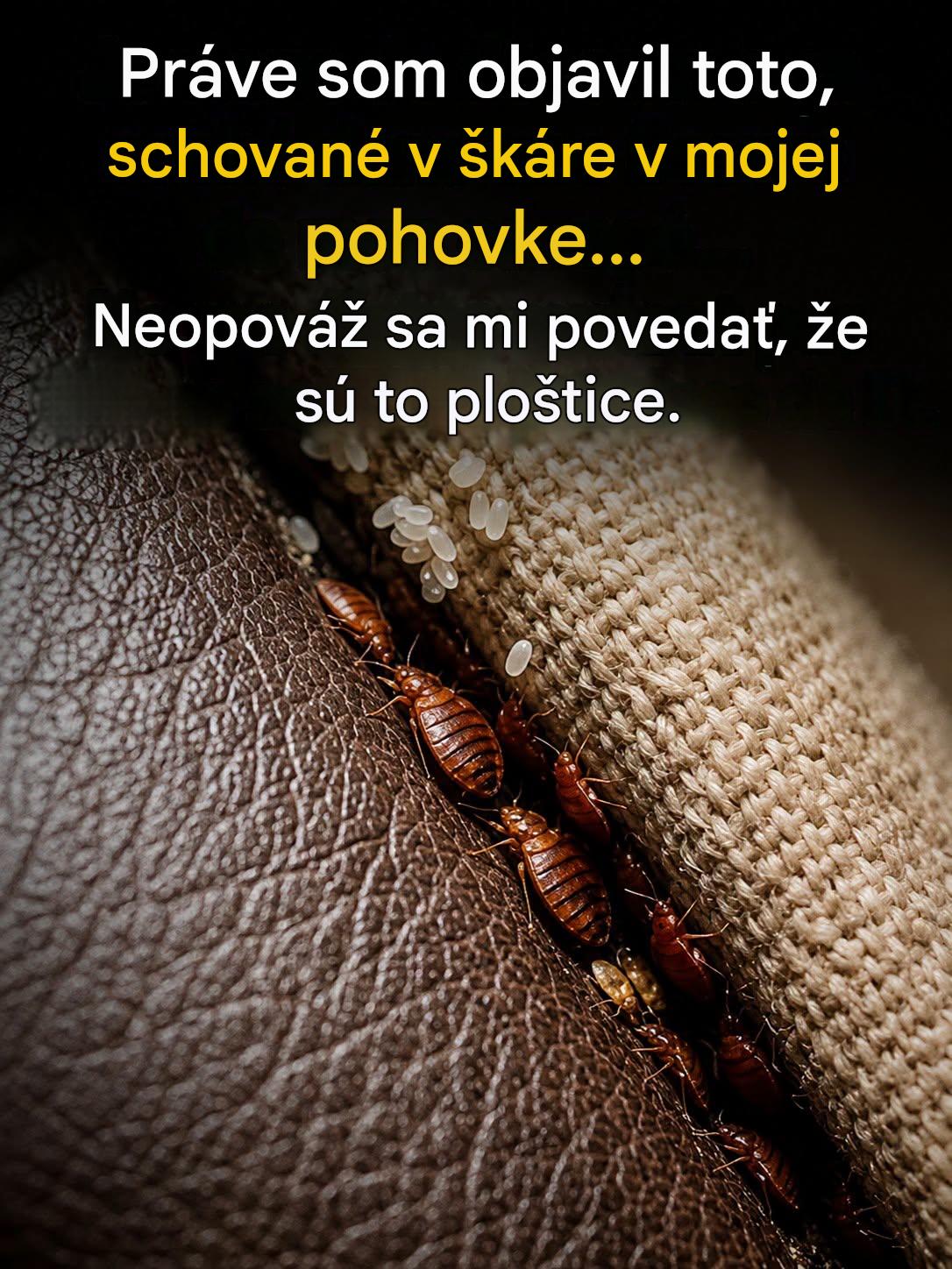 Ploštice alebo iný hmyz: ako ich rozpoznať a konať bez paniky