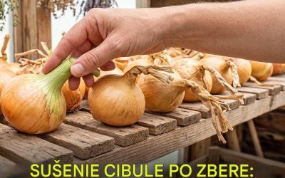 Sušenie cibule po zbere bez hniloby
