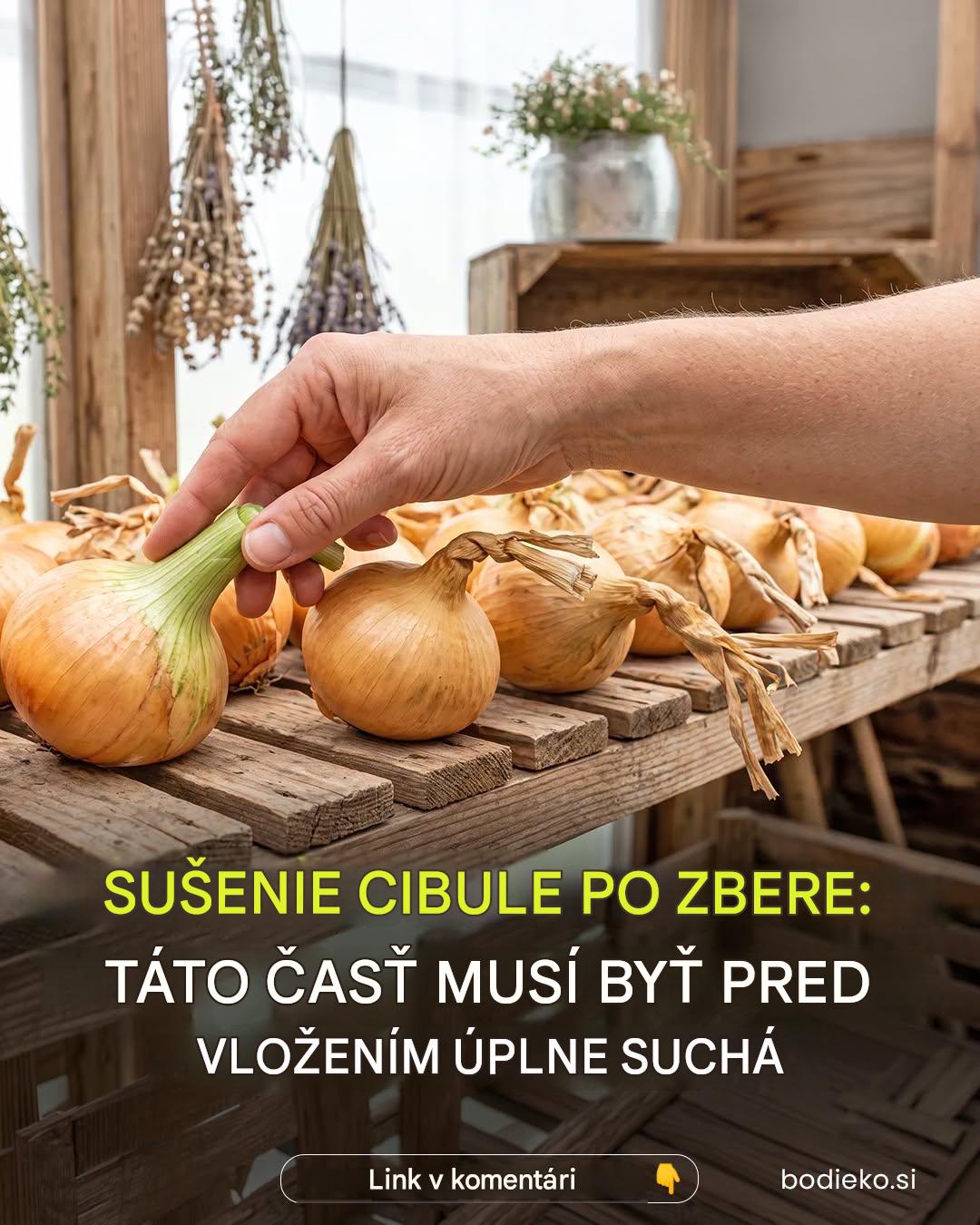Sušenie cibule po zbere bez hniloby