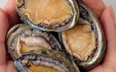 Čo je Abalone, zvláštny mäkkýš, ktorý stojí stovky dolárov? Prečítajte si viac na