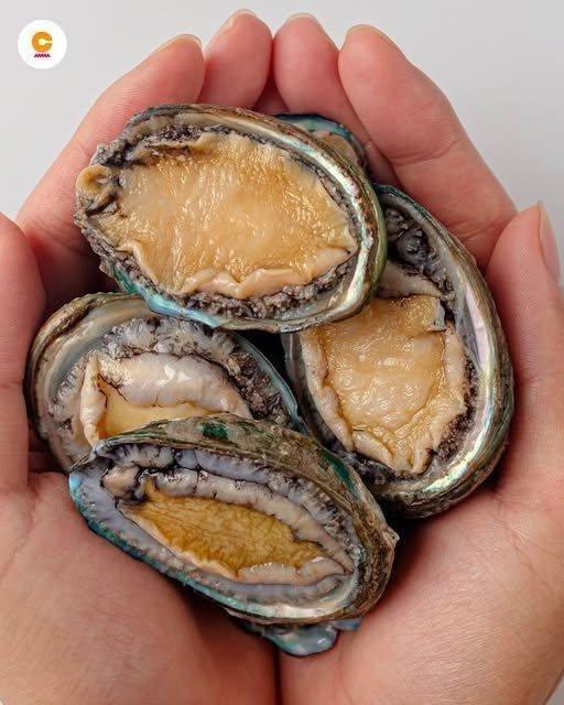 Čo je Abalone, zvláštny mäkkýš, ktorý stojí stovky dolárov? Prečítajte si viac na